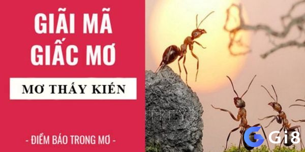 Giải mã giấc mơ thấy kiến khi đi du lịch là 1 điềm lành