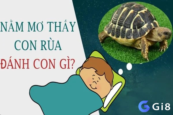 Giải mã giấc mơ thấy rùa mang tới con số có tỷ lệ về bờ cao 