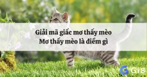 Giải mã giấc mơ thấy mèo điềm báo gì? Lành hay dữ?