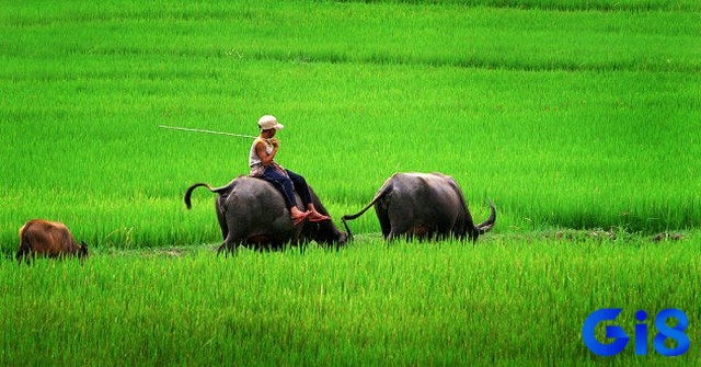 Mơ thấy dắt trâu ra đồng nhắc nhở bạn nên xem lại định hướng của mình