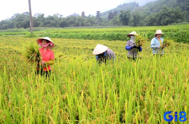 Giải thích ý nghĩa giấc chiêm bao thấy hàng xóm ra đồng