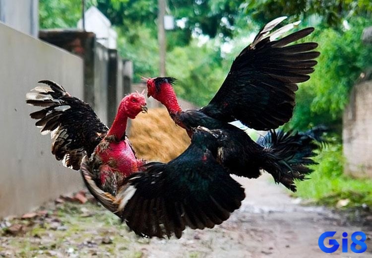 Nguyên nhân làm gà chọi không tăng cân