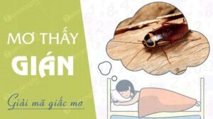 Mơ thấy gián thì đánh đề con gì? Giải mã ý nghĩa, điềm báo