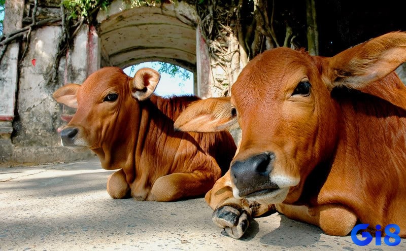 Mơ thấy cặp bò con cho biết đã đến lúc bạn cần phải thay đổi để trường thành hơn