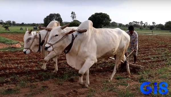 Mơ thấy cặp bò đánh đề con gì hãy tham khảo ý kiến của chuyên gia giải mã