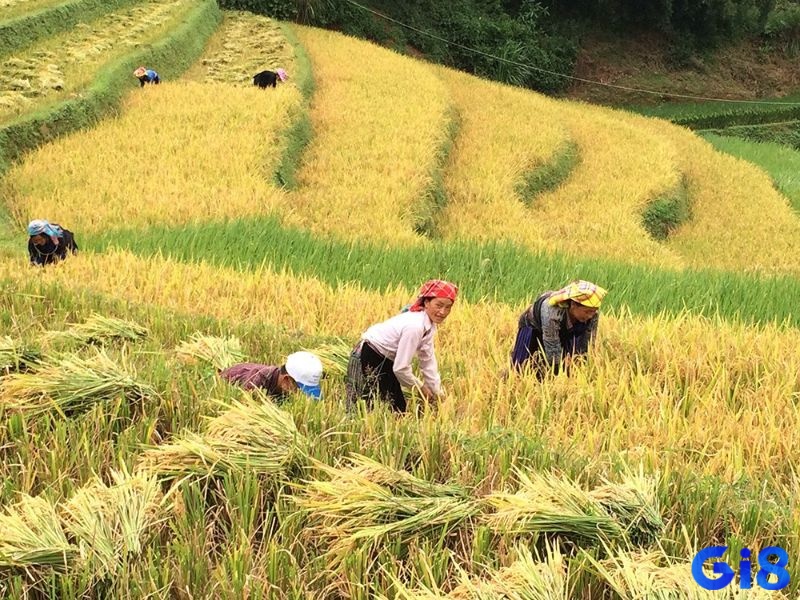 Đi sâu vào “mơ thấy gặt lúa đánh đề con gì” tại gi8 nhé!