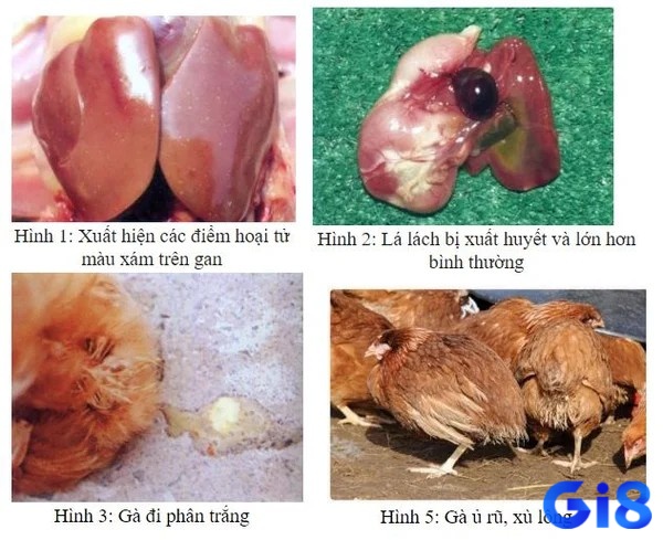 Hình ảnh các triệu chứng bệnh thương hàn ở gà chọi