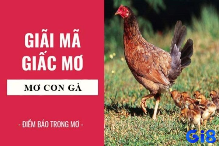 Cùng Gi8 giải mã giấc mơ thấy gà chi tiết và tìm hiểu về các điềm báo và con số may mắn liên quan