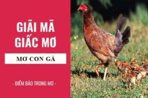 Giải mã giấc mơ thấy gà: Ý nghĩa, điềm báo và các số may mắn