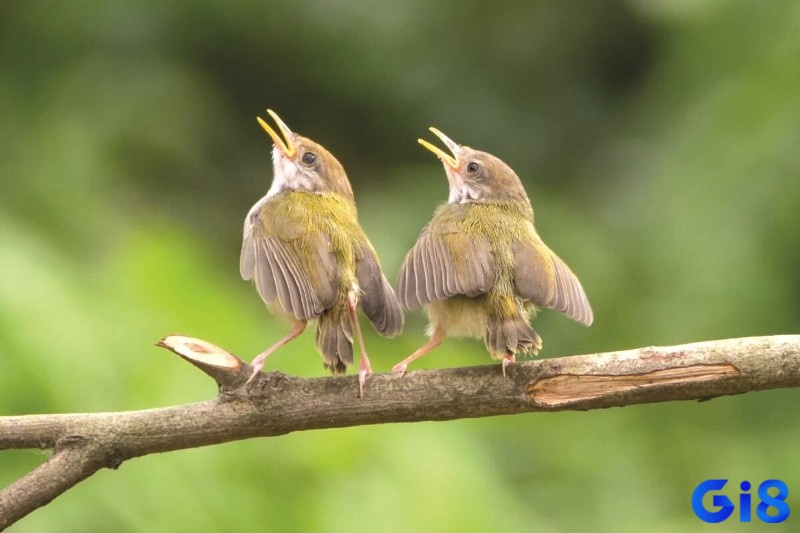 Mơ thấy chim hót líu lo liên quan sự tích cực