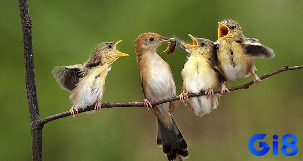 Mơ thấy chim ăn là dấu hiệu cho thấy bạn đang cần tiếp thêm sức mạnh